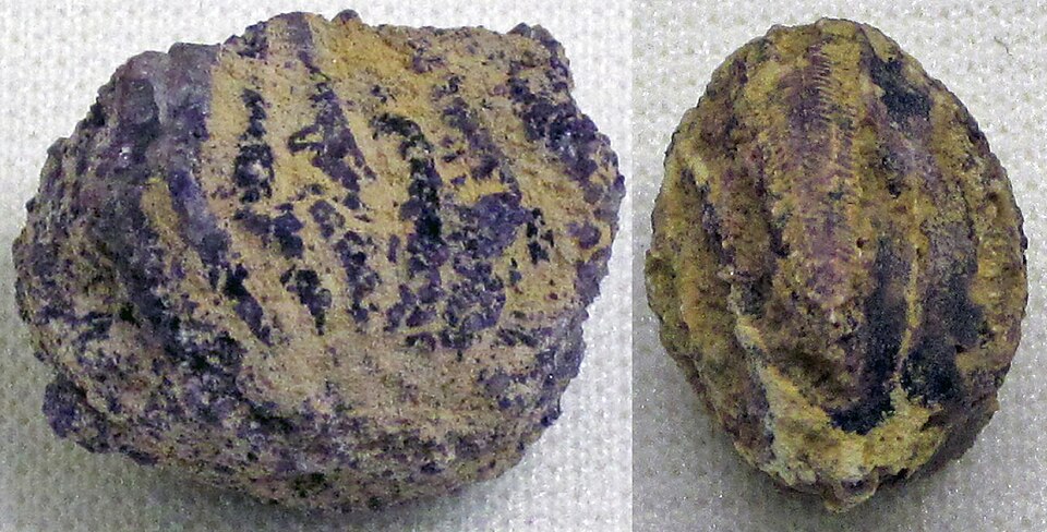 Crinoide — esemplare