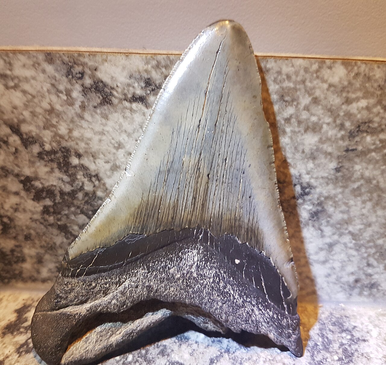 Dente di Megalodonte — esemplare