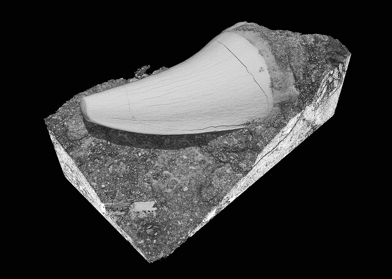 Dente di Mosasauro — esemplare