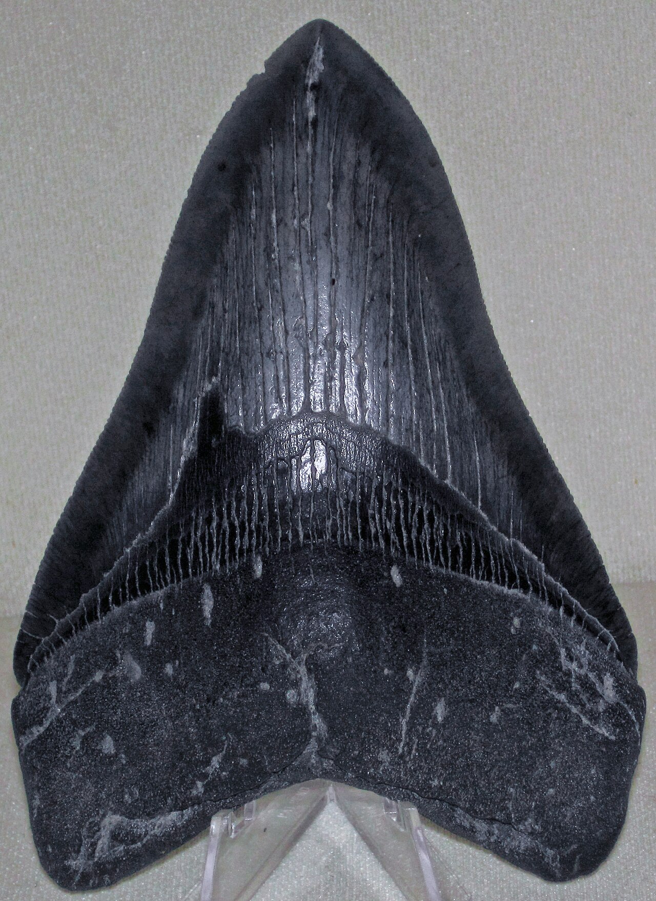 Dente di Squalo Fossile — esemplare