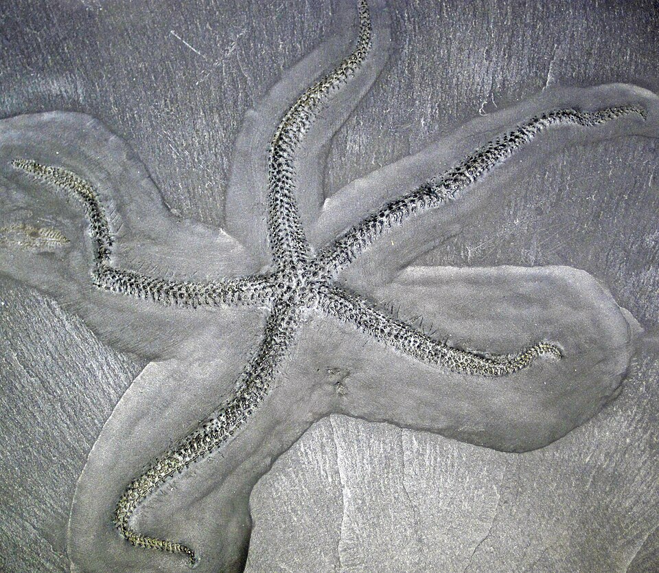 Pesce Fossile — esemplare